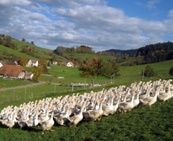 Rombach Nostalgie Ostern Urlaub im Schwarzwald